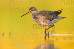 Foto di Totano moro (Tringa erythropus)