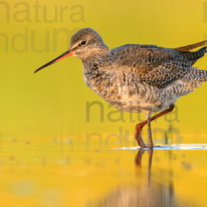 Foto di Totano moro (Tringa erythropus)