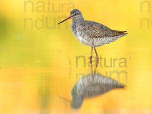 Foto di Totano moro (Tringa erythropus)