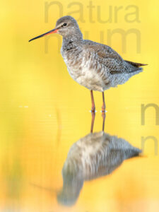 Foto di Totano moro (Tringa erythropus)