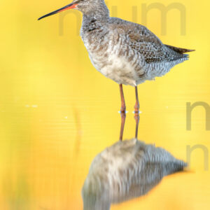 Foto di Totano moro (Tringa erythropus)