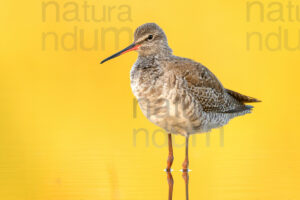 Foto di Totano moro (Tringa erythropus)