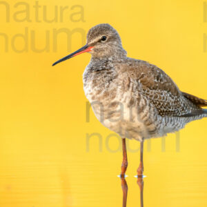 Foto di Totano moro (Tringa erythropus)