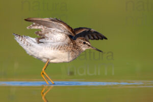 Foto di Piro piro boschereccio (Tringa glareola)