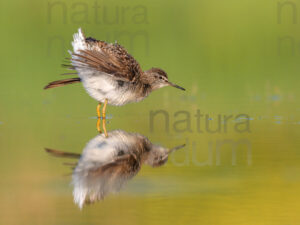 Foto di Piro piro boschereccio (Tringa glareola)