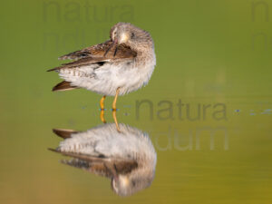 Photos of Wood Sandpiper (Tringa glareola)