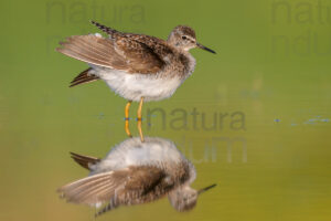 Foto di Piro piro boschereccio (Tringa glareola)