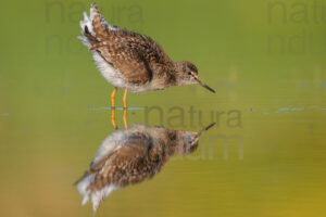 Photos of Wood Sandpiper (Tringa glareola)