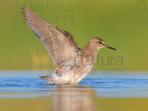 Foto di Piro piro boschereccio (Tringa glareola)